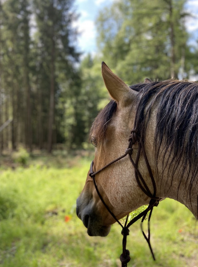 Mustang-Spaziergang (Gutschein)