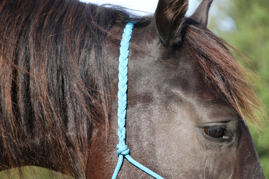 MUSTANG MAKEOVER Knotenhalfter (ohne Zügelringe)