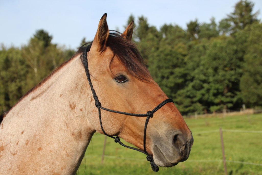 MUSTANG MAKEOVER Knotenhalfter (ohne Zügelringe)