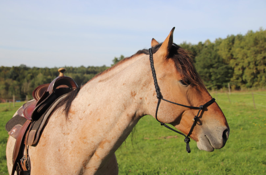 MUSTANG MAKEOVER Knotenhalfter (mit Zügelringen)