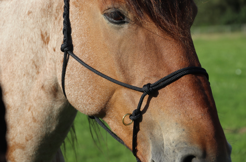 MUSTANG MAKEOVER Knotenhalfter (mit Zügelringen)
