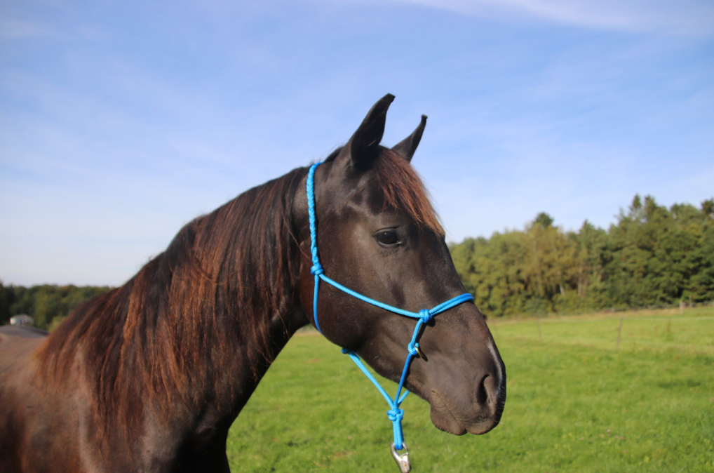 MUSTANG MAKEOVER Knotenhalfter (mit Zügelringen)