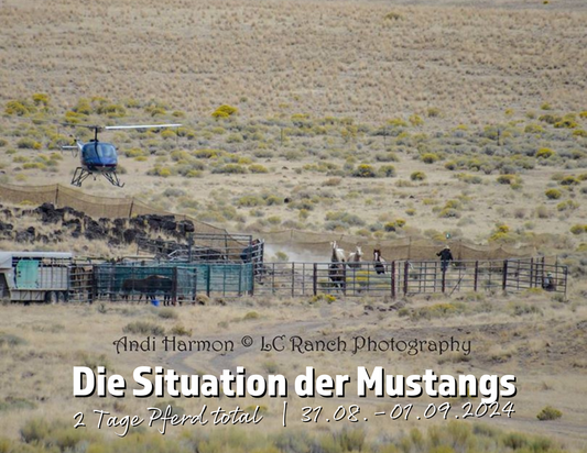 Die Situation der Mustangs